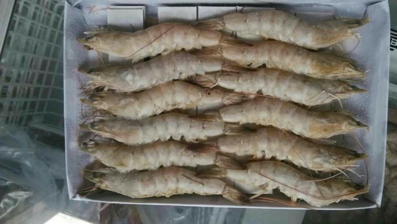 基围虾食用冰鲜虾