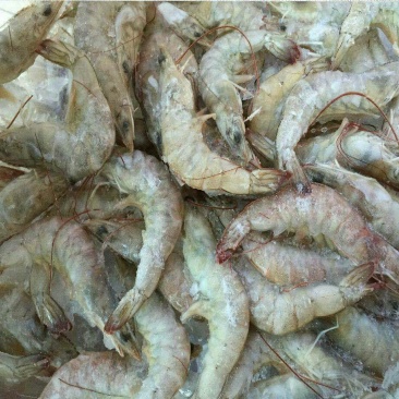 基围虾食用冰鲜虾