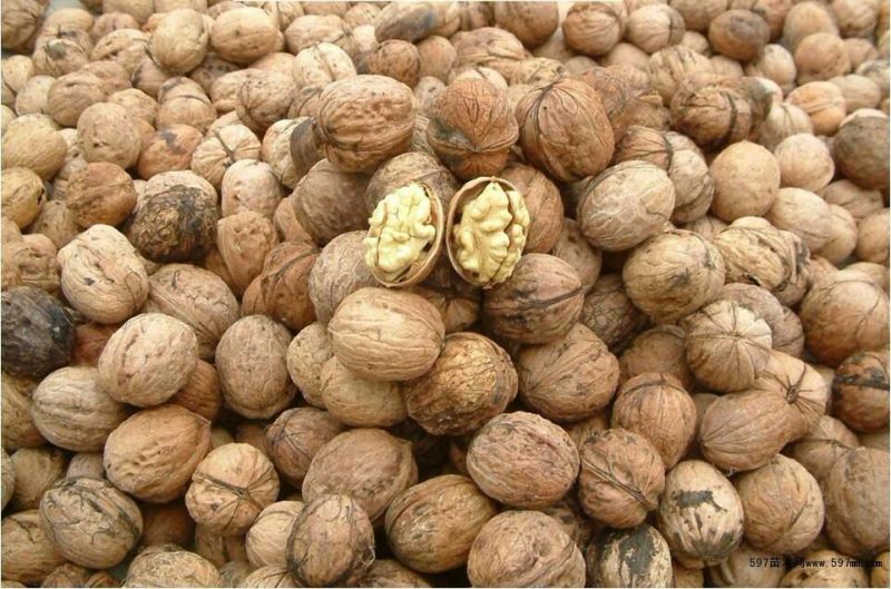薄皮核桃去皮干