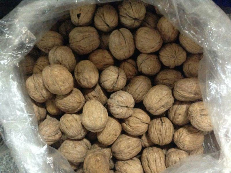 薄皮核桃去皮干