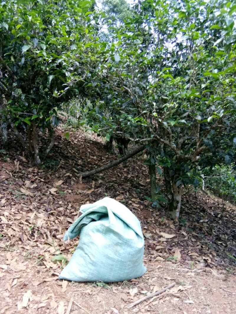 普洱茶一级
