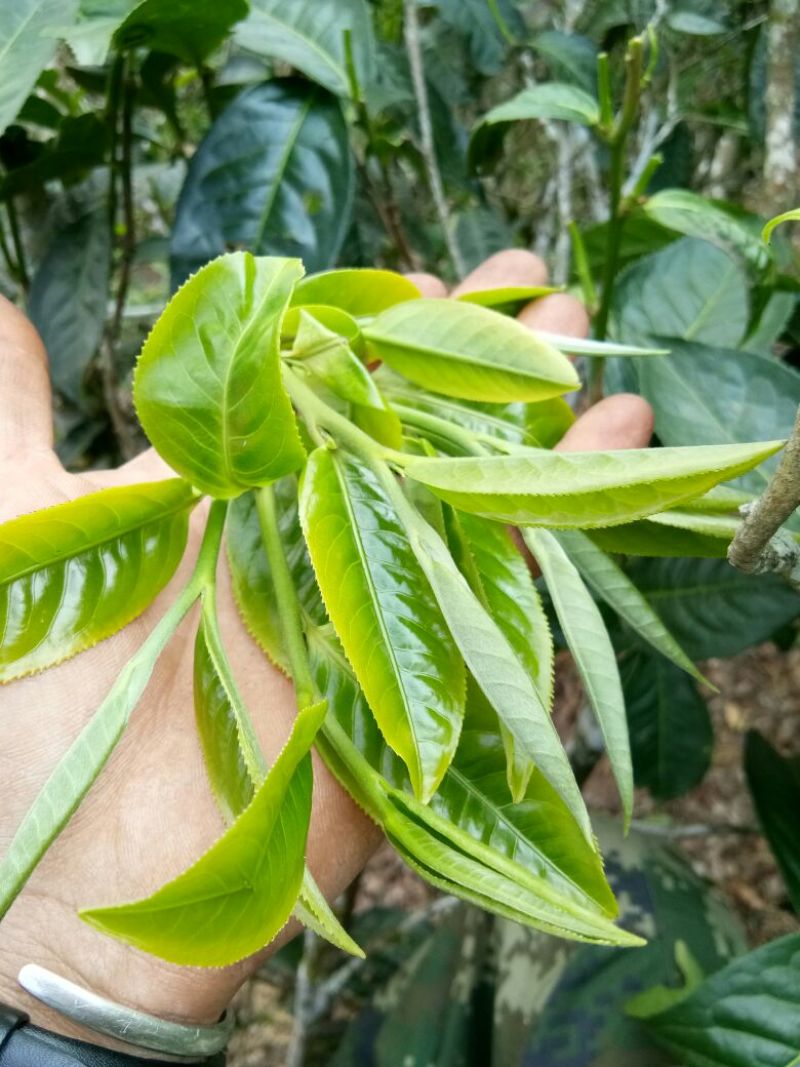普洱茶一级