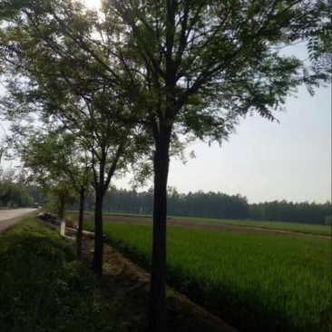 黄山栾树
