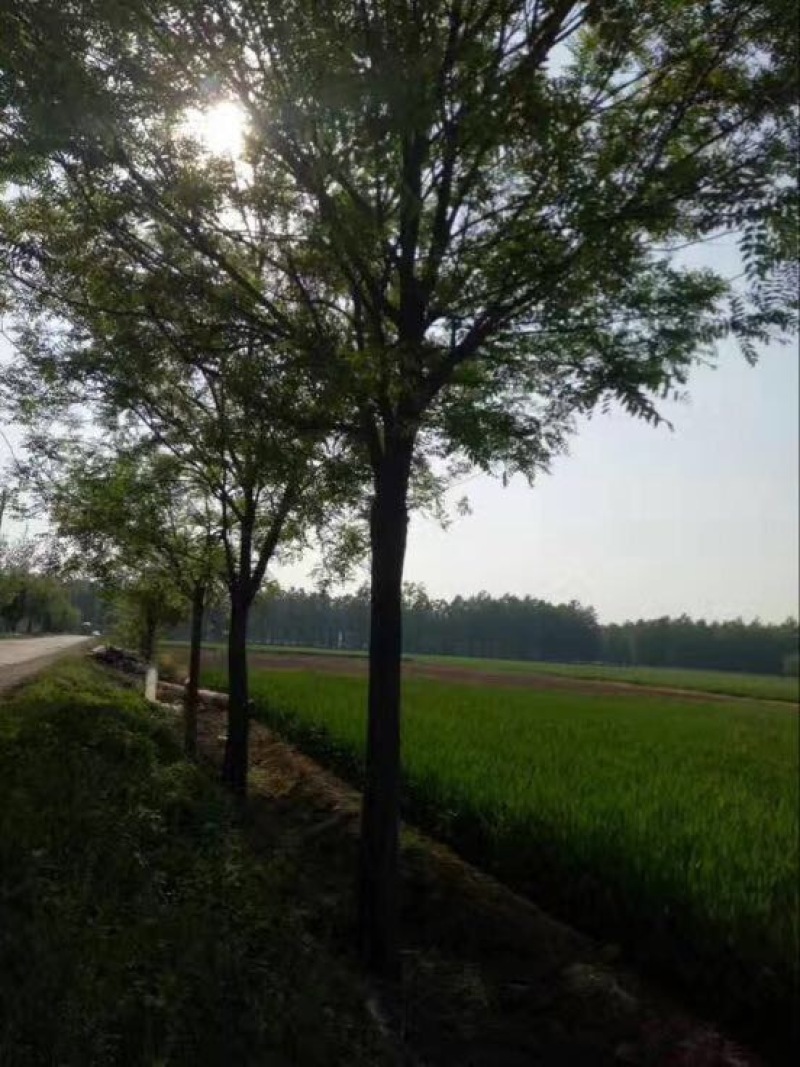 黄山栾树