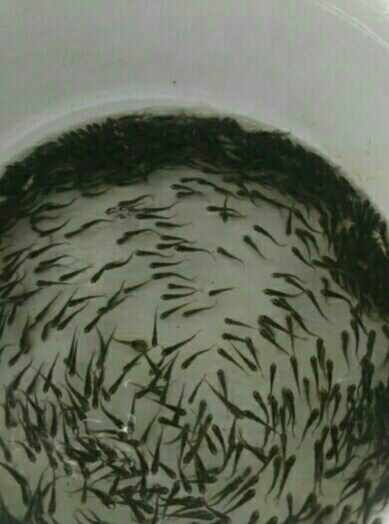 白鲢鱼苗，白鲢水花，白鲢乌子，白鲢夏花各种大小规格