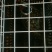 鸡苗60~70克出壳苗通货