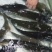 河鲤鱼食用2~3公斤
