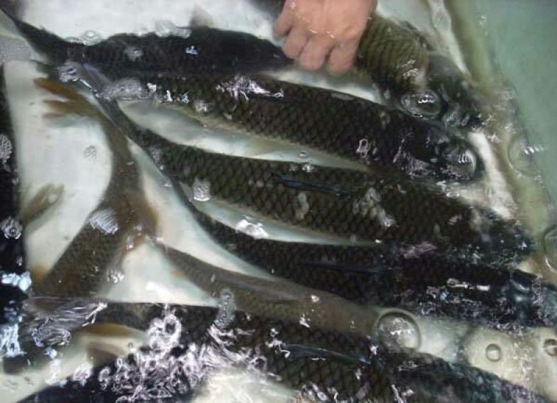 河鲤鱼食用2~3公斤