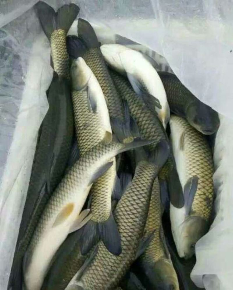 河鲤鱼食用2~3公斤