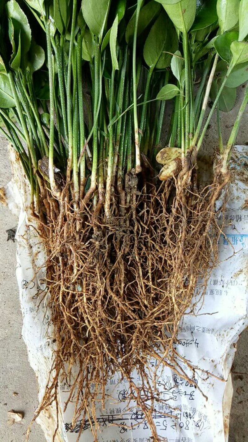 酸柚苗0.5~0.8cm0.5~0.8m
