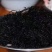 发菜野生植物蔬菜特菜***绿色植物批发与零售