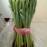 郁金香20~30cm