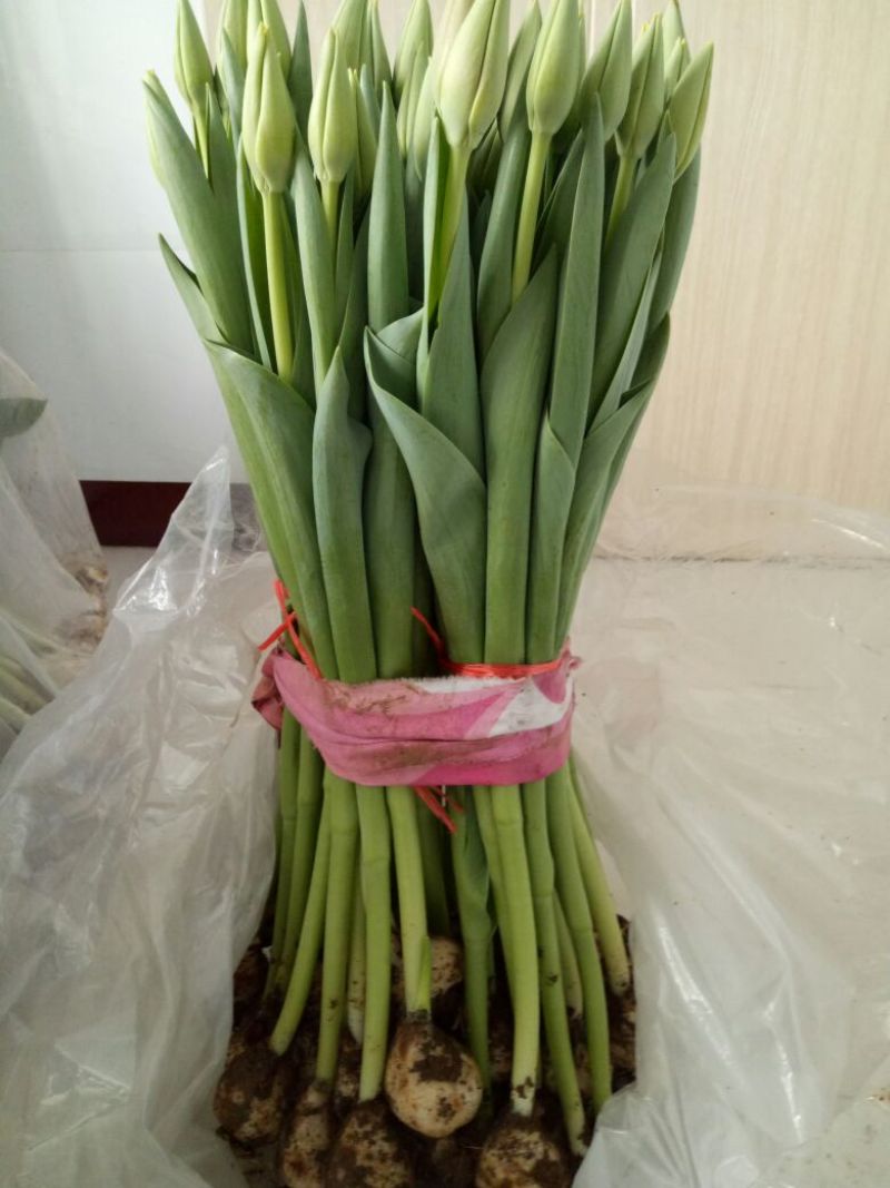 郁金香20~30cm