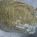 生态甲鱼2~2.5斤