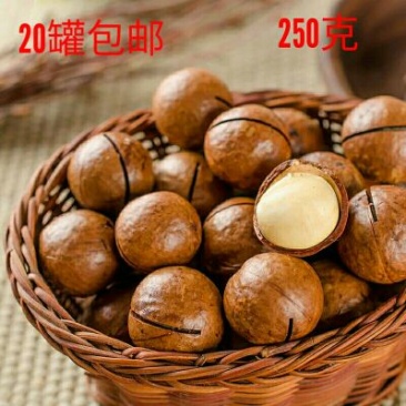 澳洲坚果带壳