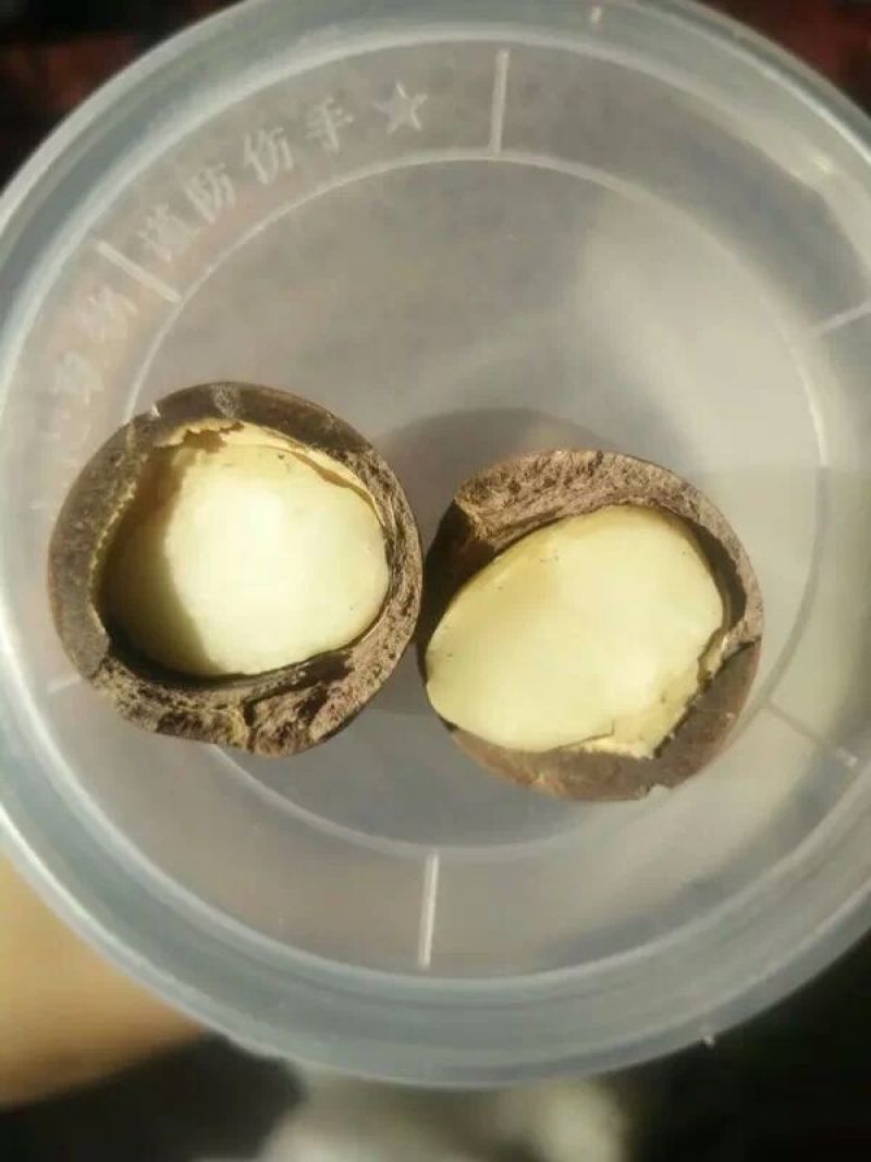 澳洲坚果带壳