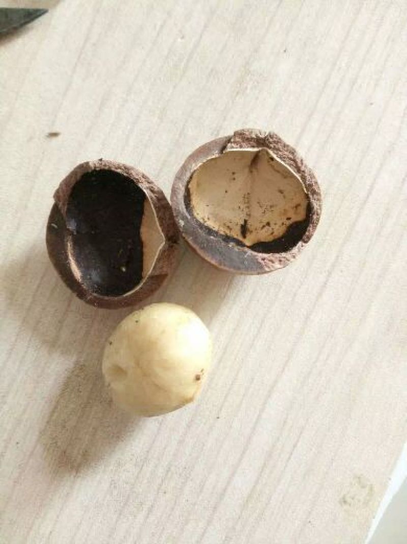 澳洲坚果带壳