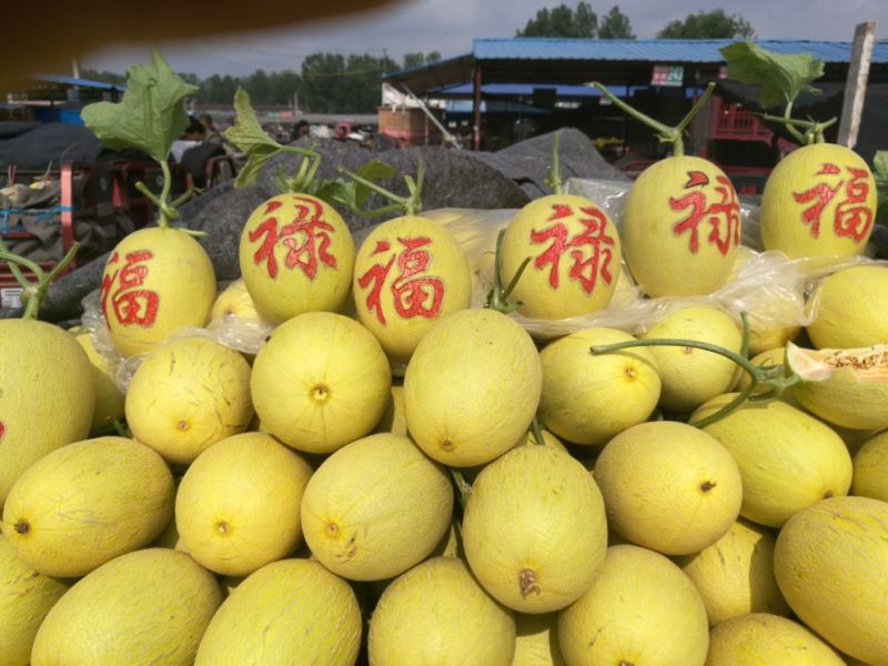 西州蜜瓜3斤以上椭圆形，大量有货，有需要的老板可以合