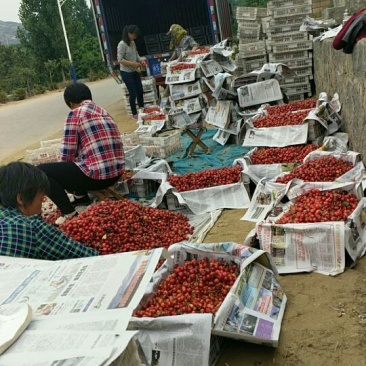 早红宝石（乌克兰七号）露天大樱桃大量上市诚招收购商