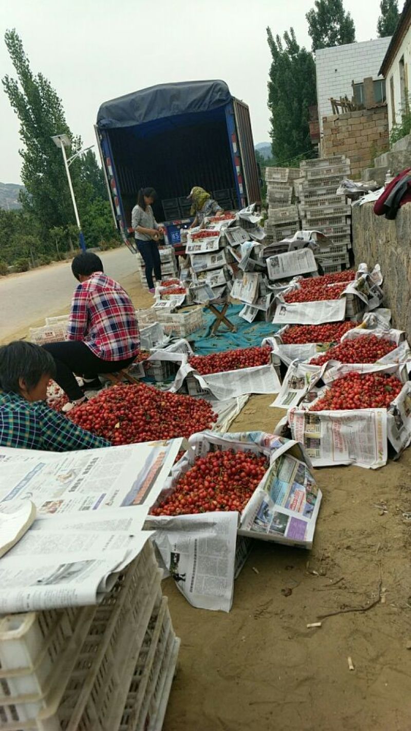 早红宝石（乌克兰七号）露天大樱桃大量上市诚招收购商