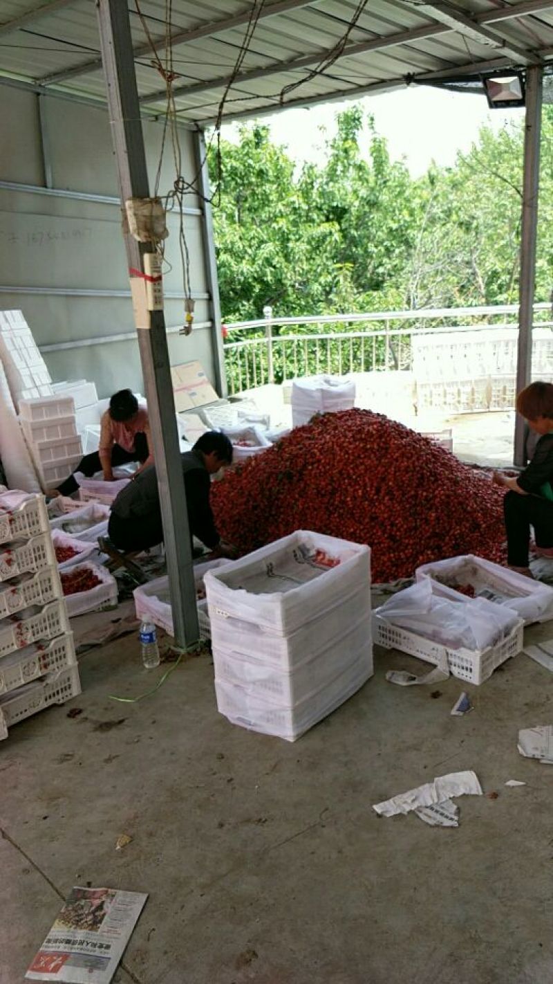 早红宝石（乌克兰七号）露天大樱桃大量上市诚招收购商