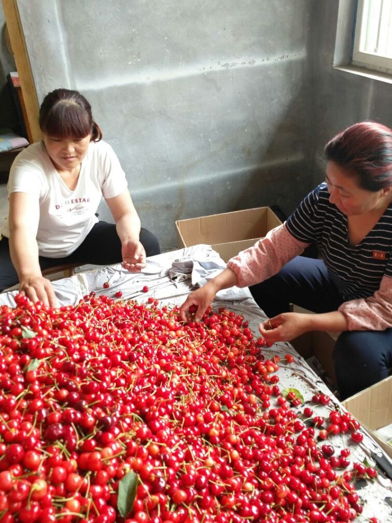 早红宝石（乌克兰七号）露天大樱桃大量上市诚招收购商