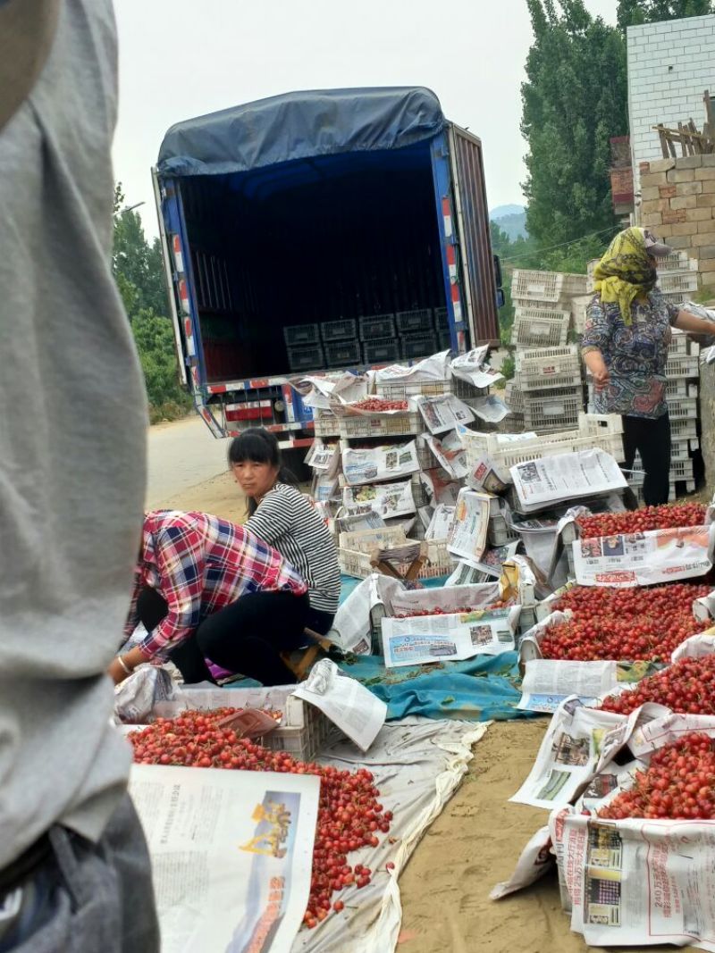 早红宝石（乌克兰七号）露天大樱桃大量上市诚招收购商