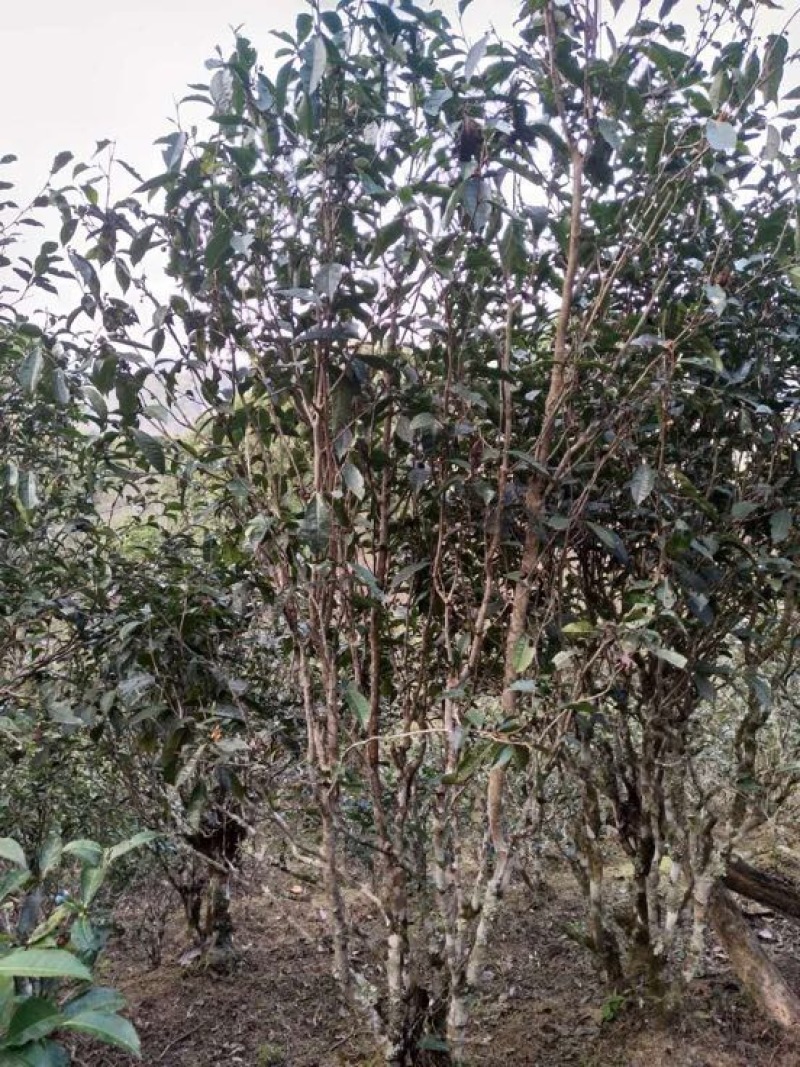百年大树茶