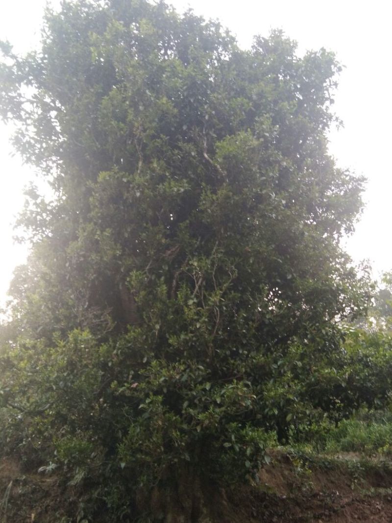 普洱茶二级
