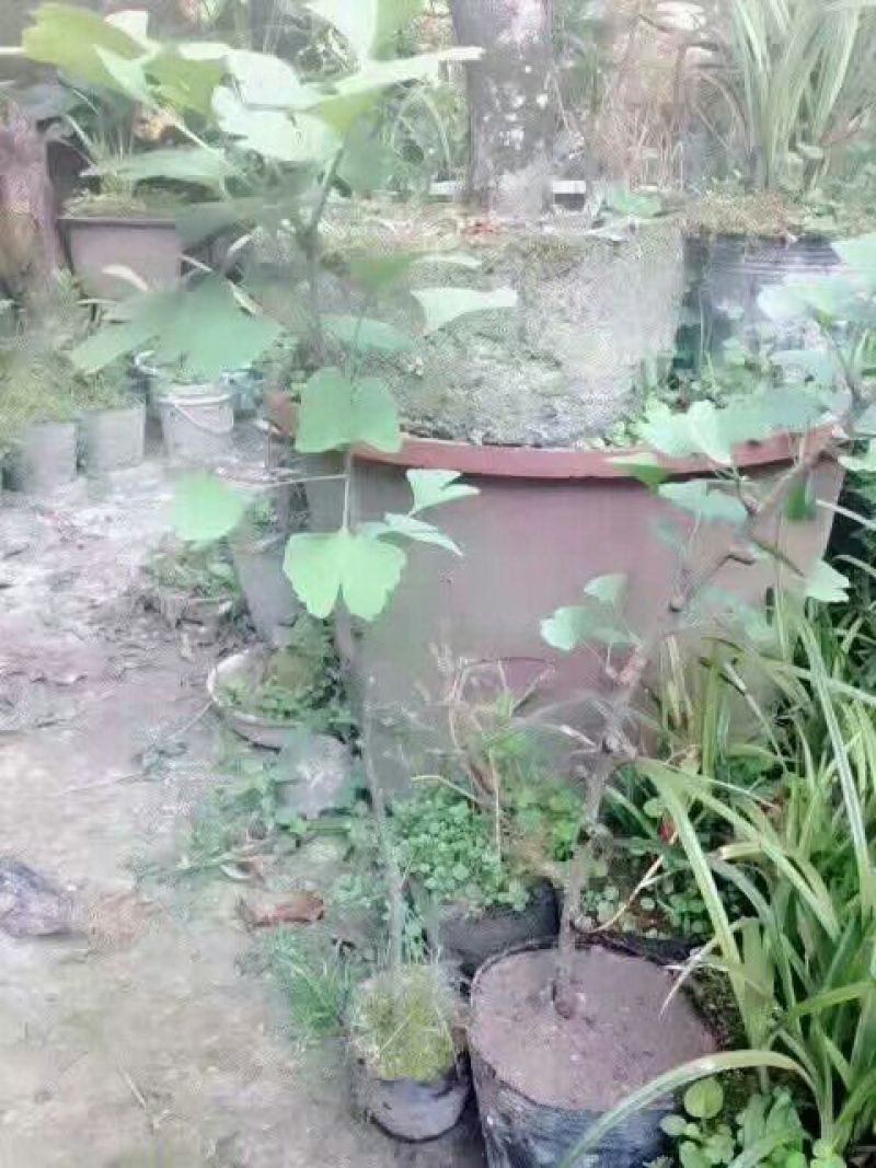 银杏实生苗20~30cm银杏树苗庭院银杏树苗风景树景观树