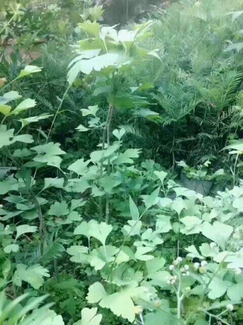 银杏实生苗20~30cm银杏树苗庭院银杏树苗风景树景观树