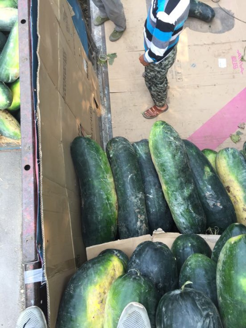 子弹头黑皮冬瓜