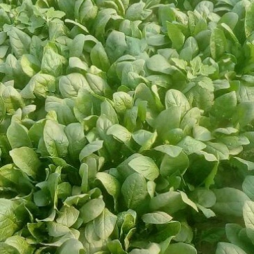 大叶菠菜25~30厘米