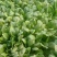 大叶菠菜25~30厘米