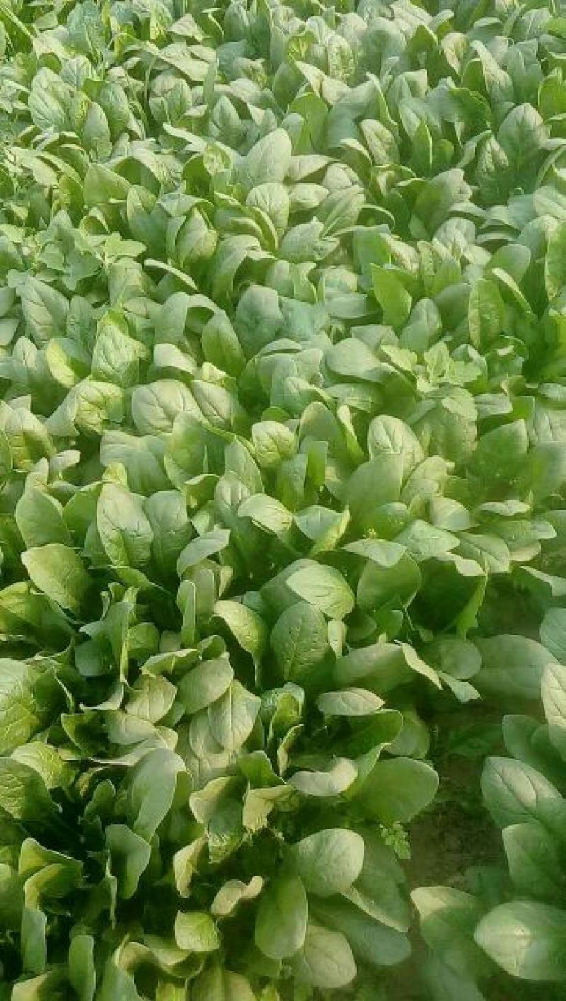 大叶菠菜25~30厘米