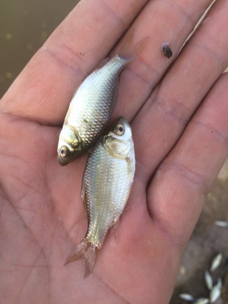 彭泽鲫
