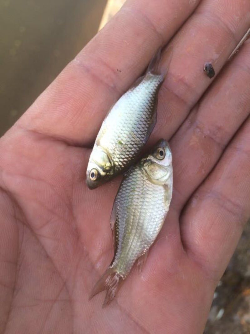 彭泽鲫