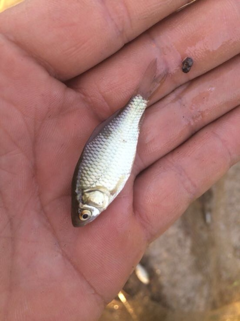 彭泽鲫