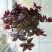 吊兰50~70cm