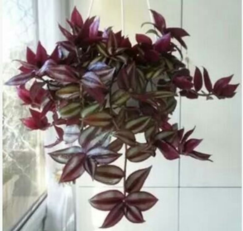 吊兰50~70cm