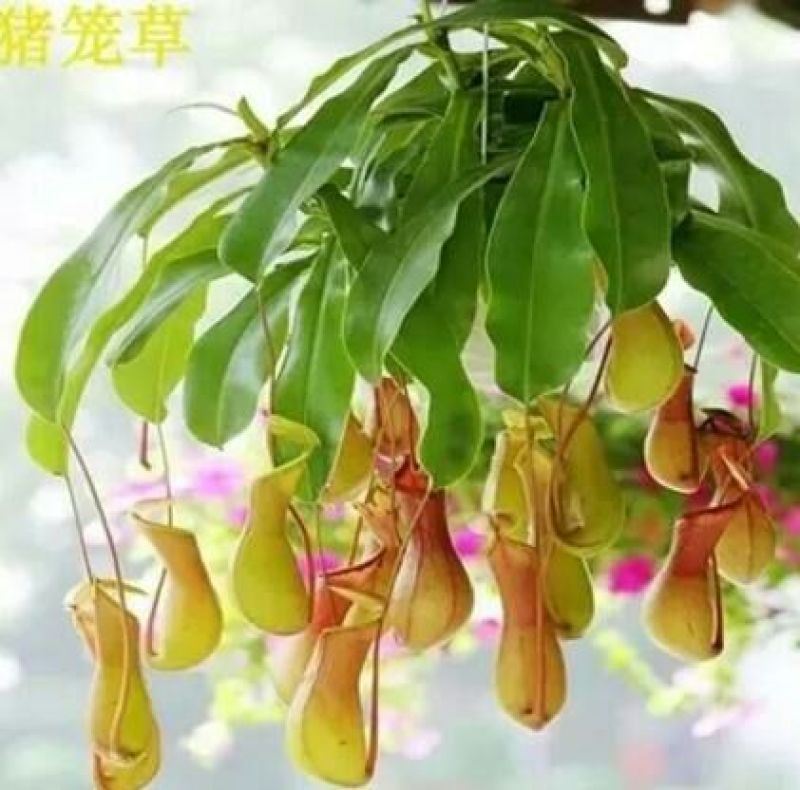 吊兰50~70cm
