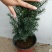 曼地亚红豆杉苗40~50cm