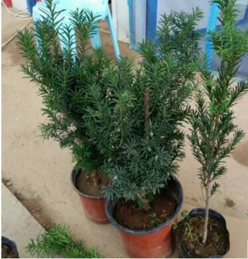 曼地亚红豆杉苗40~50cm