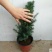 曼地亚红豆杉苗40~50cm