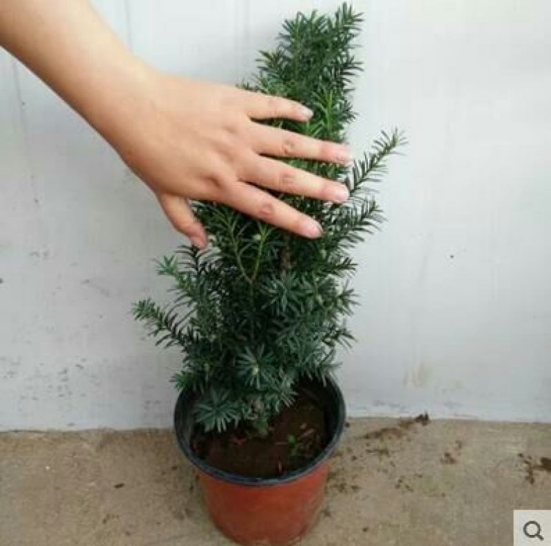 曼地亚红豆杉苗40~50cm