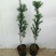 曼地亚红豆杉苗40~50cm