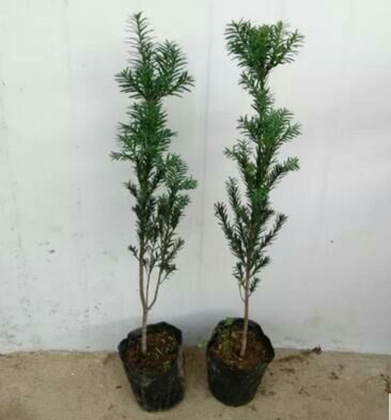 曼地亚红豆杉苗40~50cm