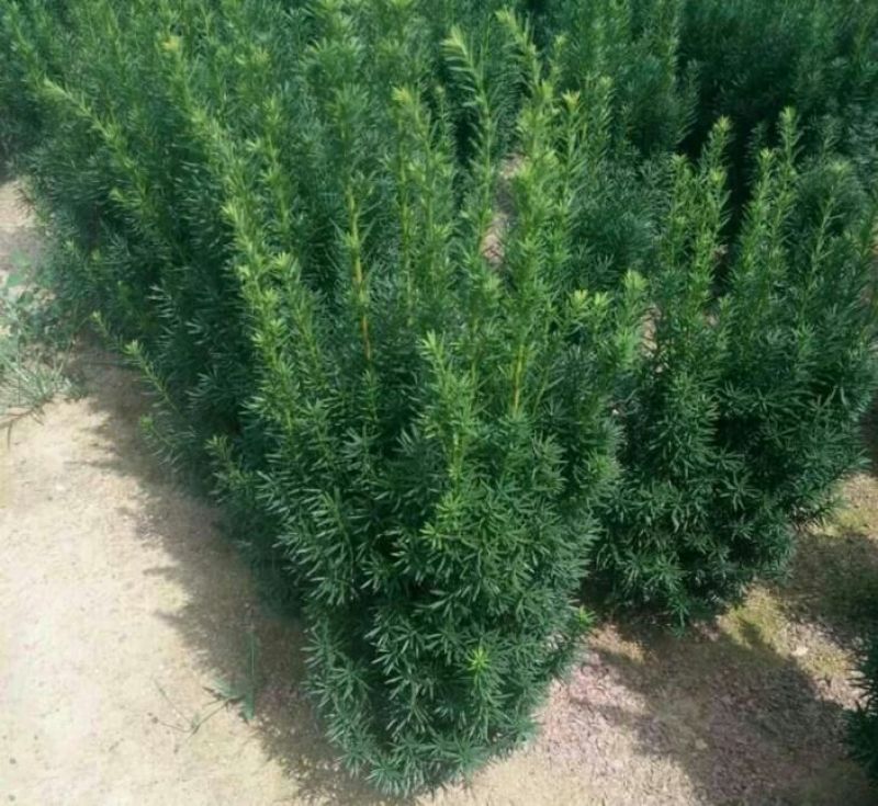 曼地亚红豆杉苗40~50cm