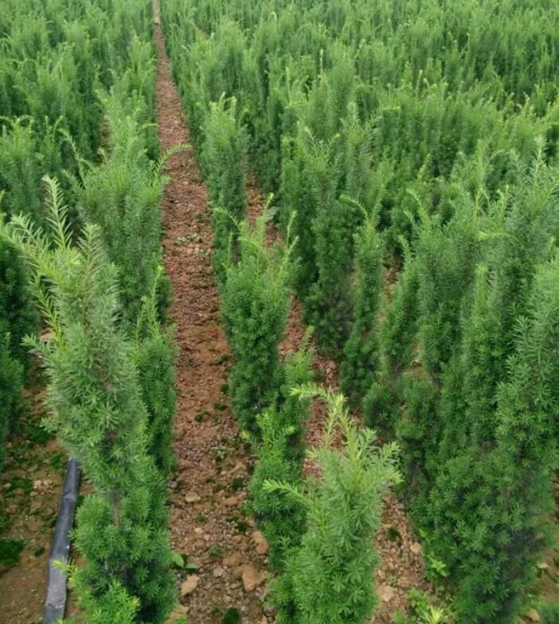 曼地亚红豆杉苗40~50cm