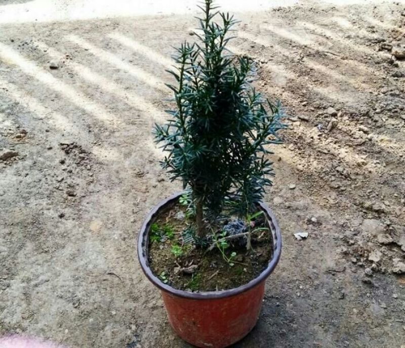 曼地亚红豆杉苗40~50cm